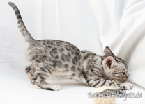 Katzenzüchter Bengal